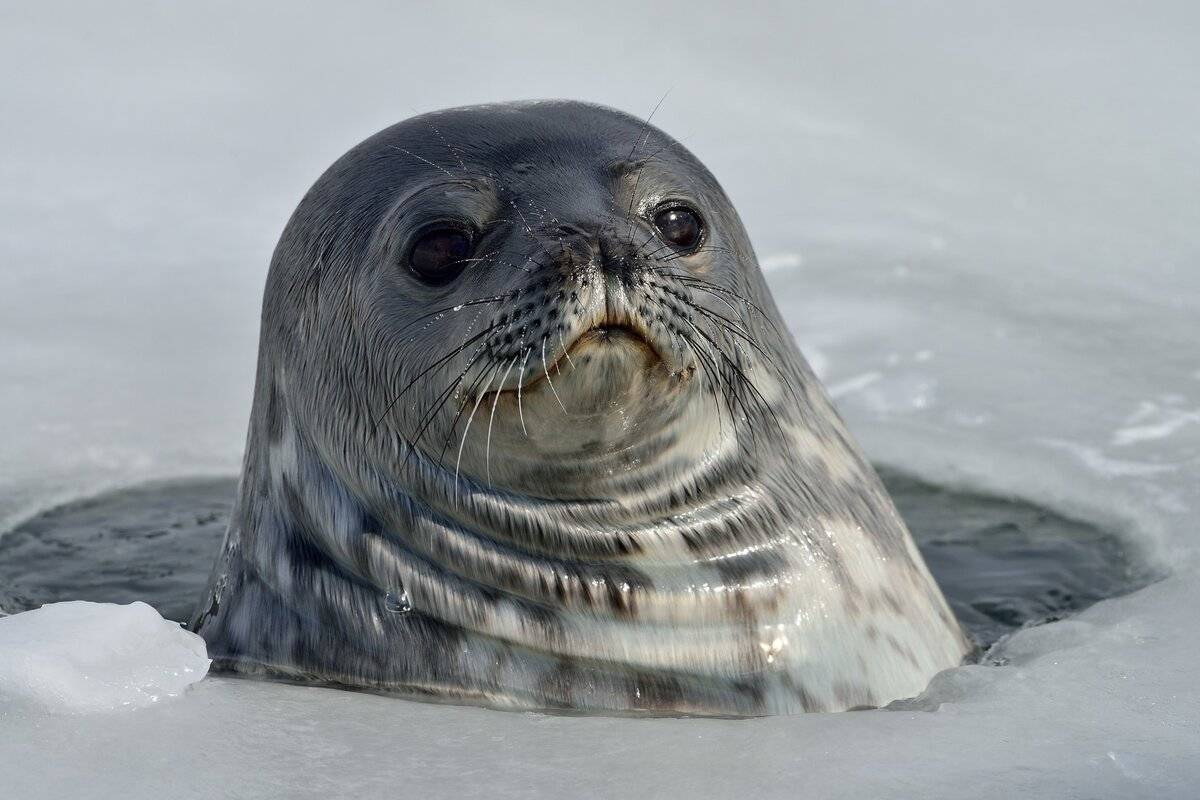 Тюлень - фото и виды семейства, видео и картинки животного, как выглядит и где обитает