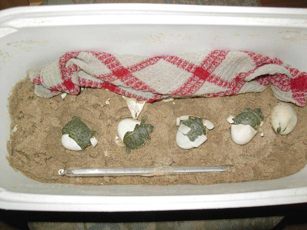 Красноухая черепаха в домашних условиях: уход кормление содержание, немного что едят - отзывы