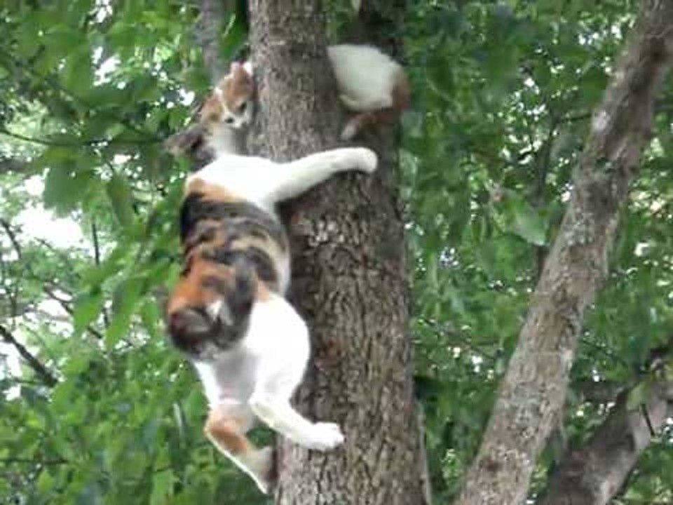 Как снять кошку с дерева: советы, помощь, рекомендации