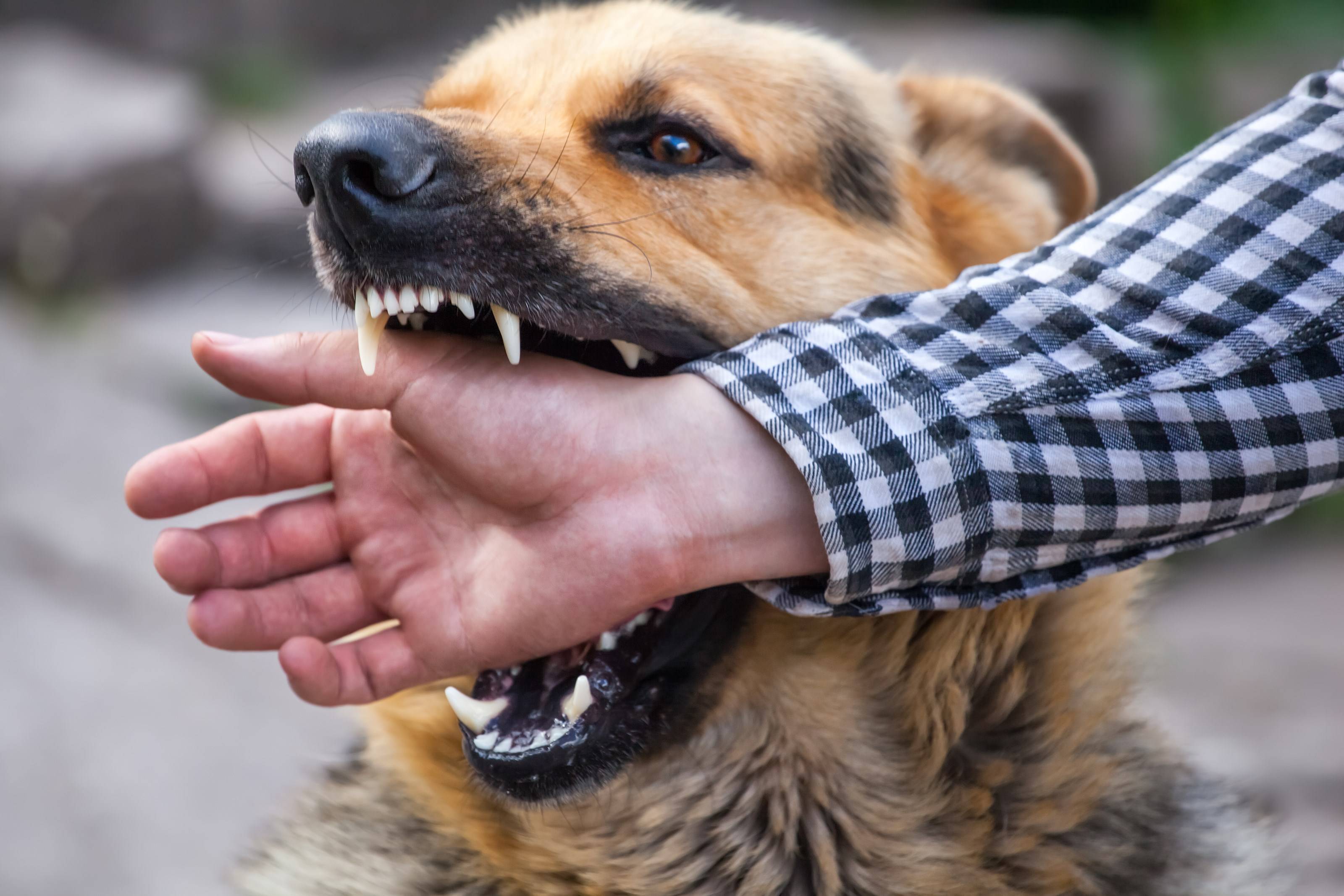 Как отучить щенка кусаться, хватать хозяина, беситься: эффективные способы