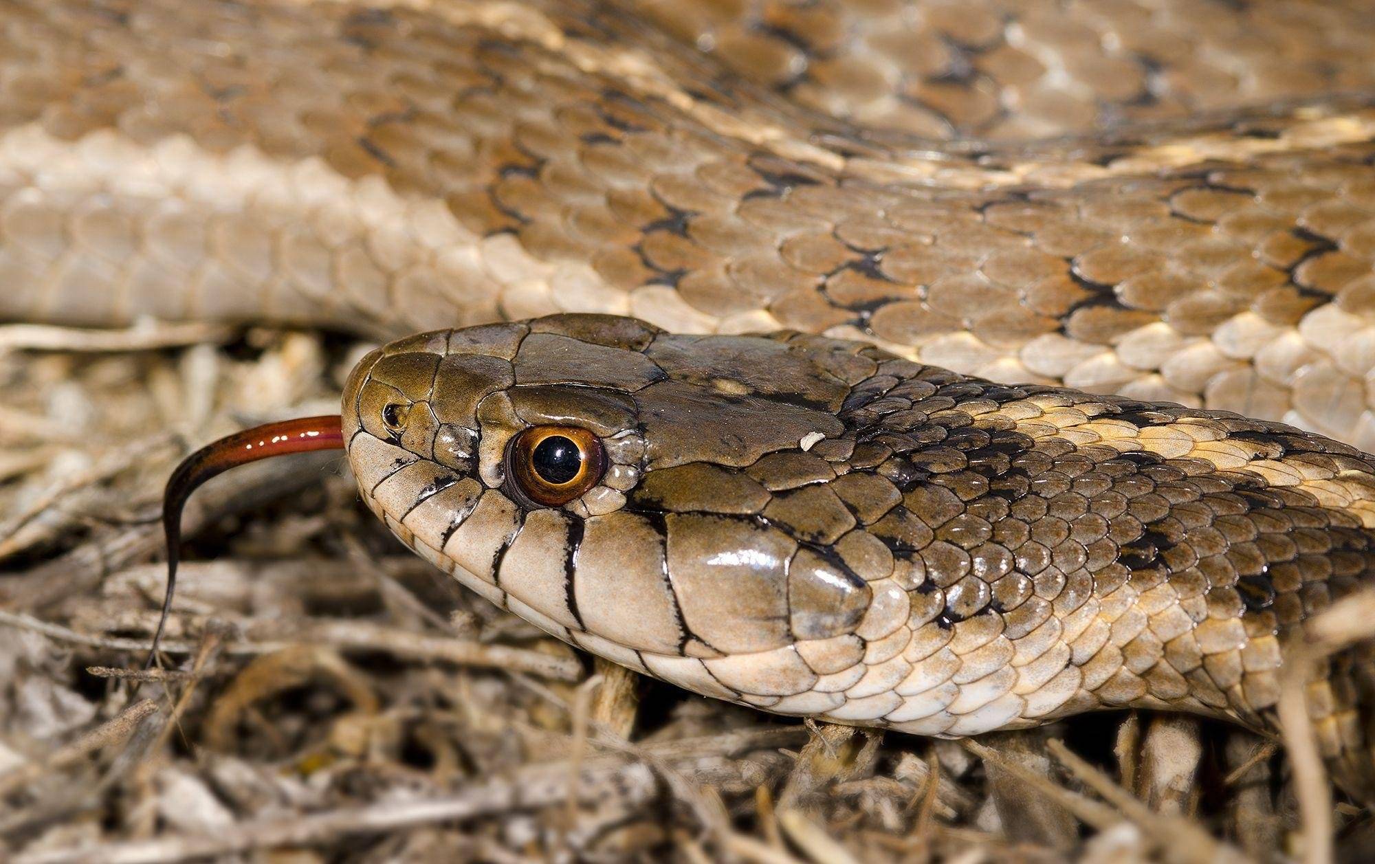 Змея эфа. одна из самых опасных змей планеты: песчаная эфа. где обитает песчаная эфа