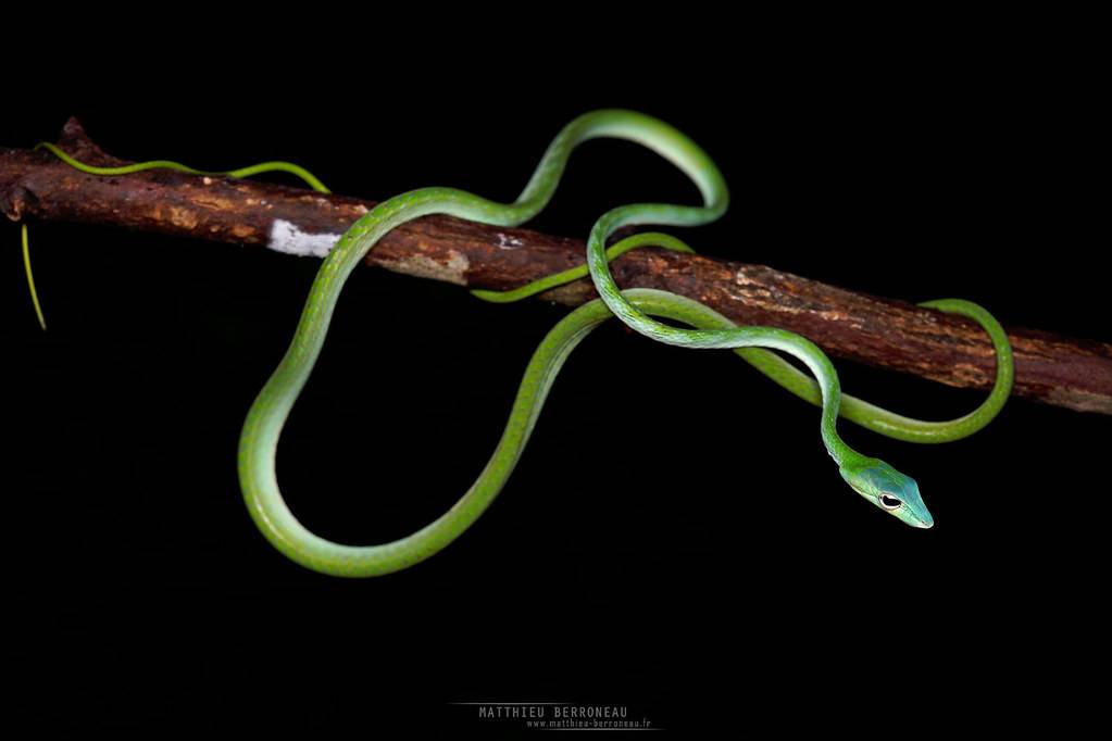 Самые удивительные и красивые змеи планеты