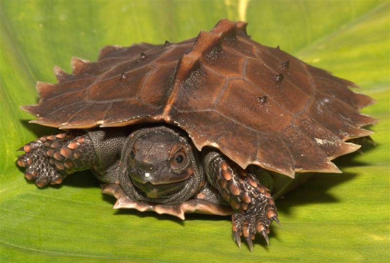 Самые необычные черепахи
