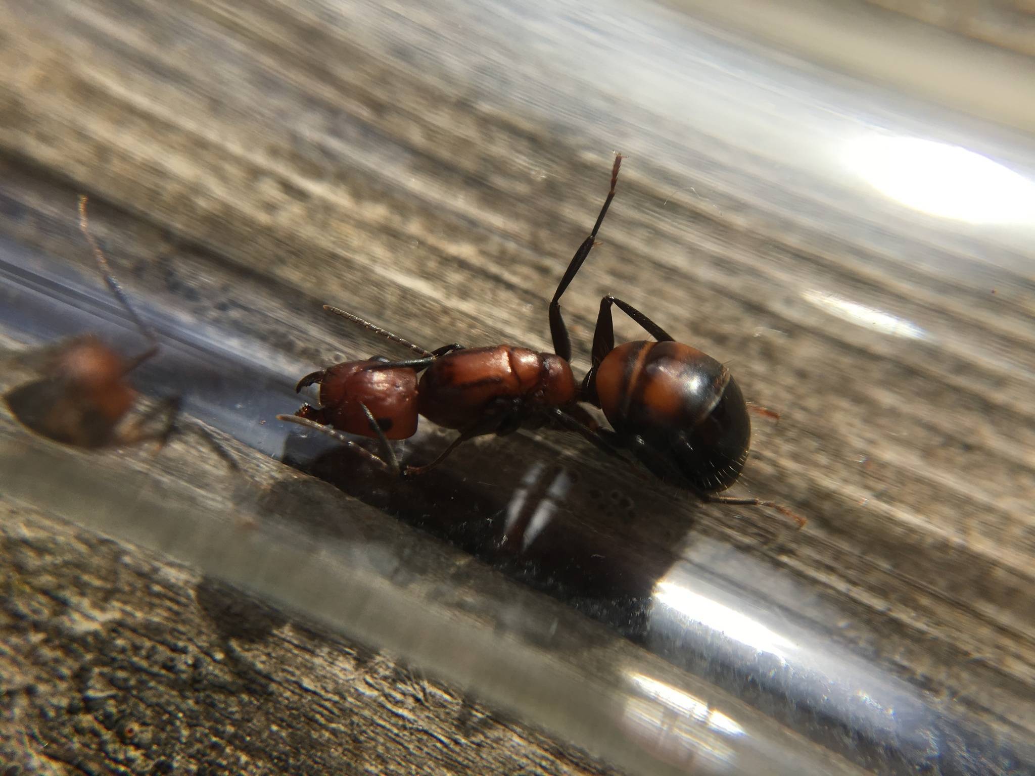 ???? camponotus vagus - кампонотус вагус: рацион питания муравьёв гигантов, содержание, сколько лет живут