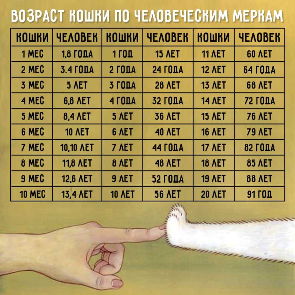 Возраст кошки по человеческим меркам: таблица