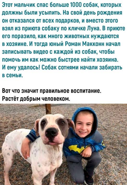 Как выбрать кличку для собак мальчиков по породам