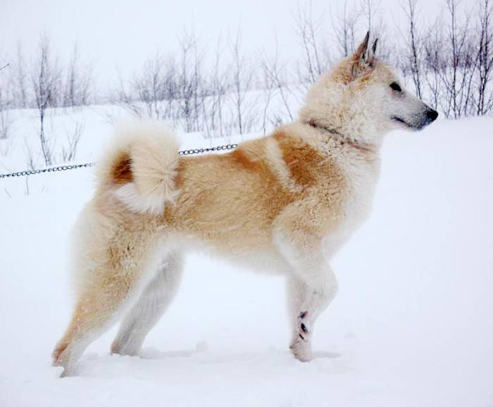Восточно сибирская лайка описание породы – всл выбор щенка
