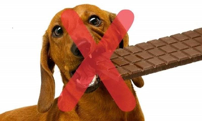 Почему собакам нельзя шоколад — последствия употребления