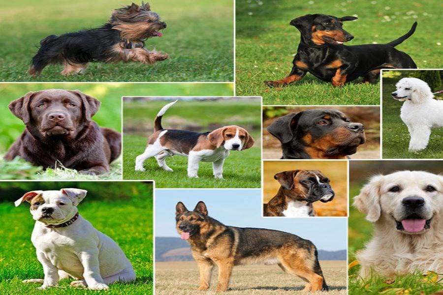 Самые популярные породы собак в россии: топ-10