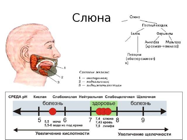 Густая слюна во рту: какие причины появления, способы лечения и меры профилактики