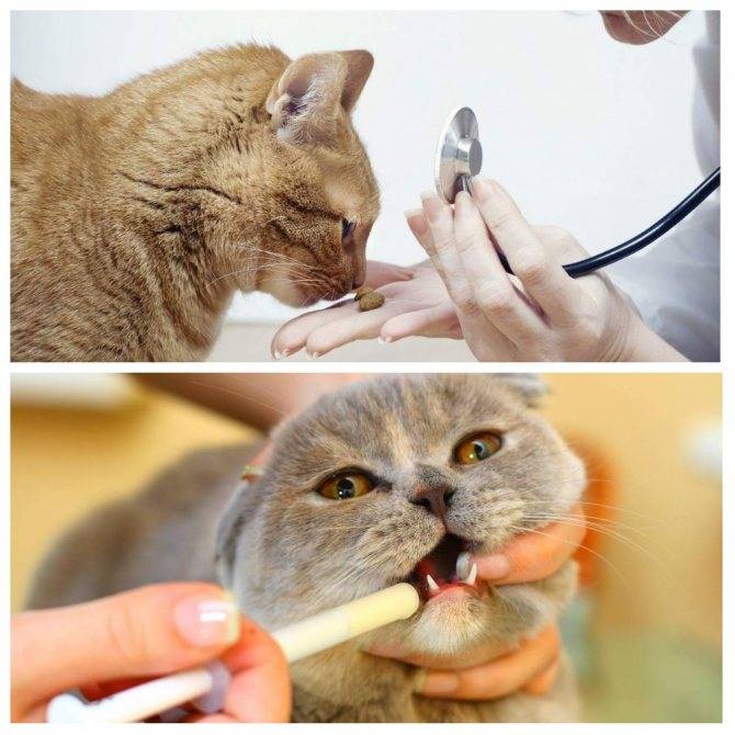 Как глистогонить кошек (правильная дегельминтизация)