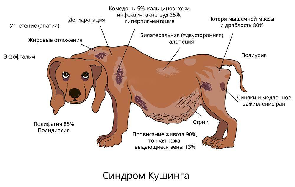 Шишка у собаки под кожей: что делать с твердыми маленькими или мягкими подвижными шишками, почему они перемещаются и лечение этого