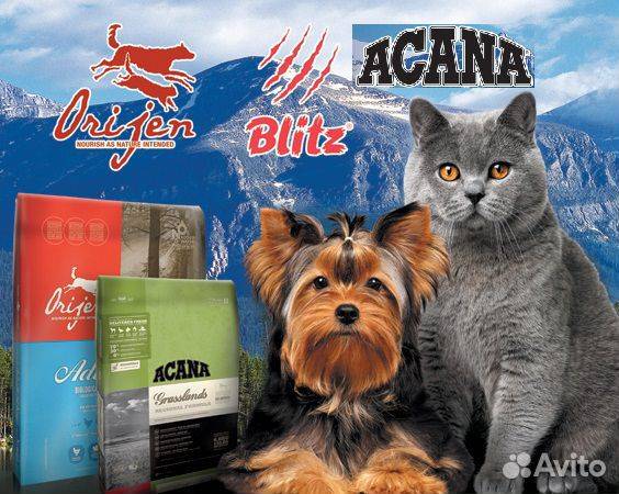Корм "акана" для собак: отзывы ветеринаров :: syl.ru