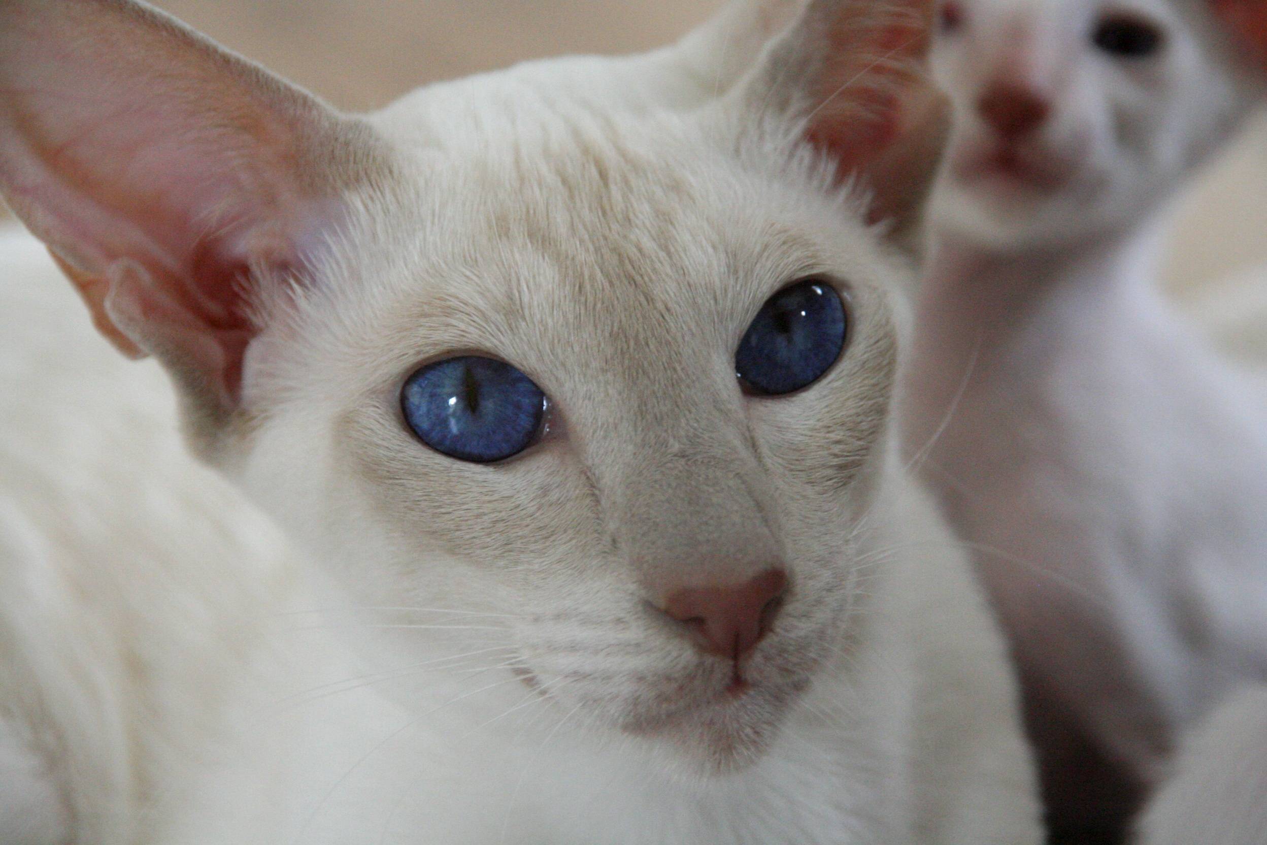 Белая кошка в доме: особенности, характер и уход | ваши питомцы