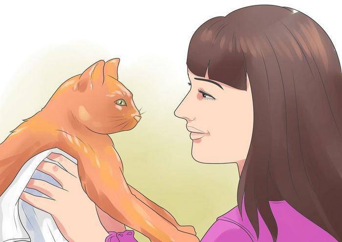 Как расположить к себе кошку, чтобы взять на руки и приручить с улицы