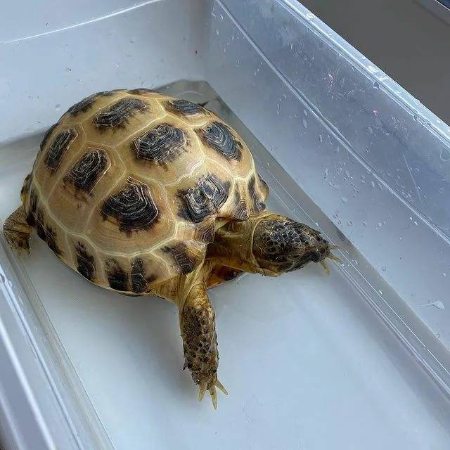 Умеет ли плавать сухопутная черепаха
