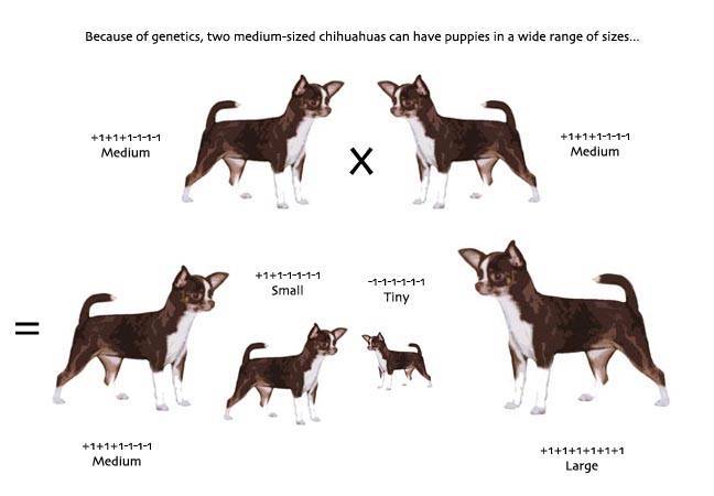 Разновидности породы чихуахуа: фото с названиями и описанием видов