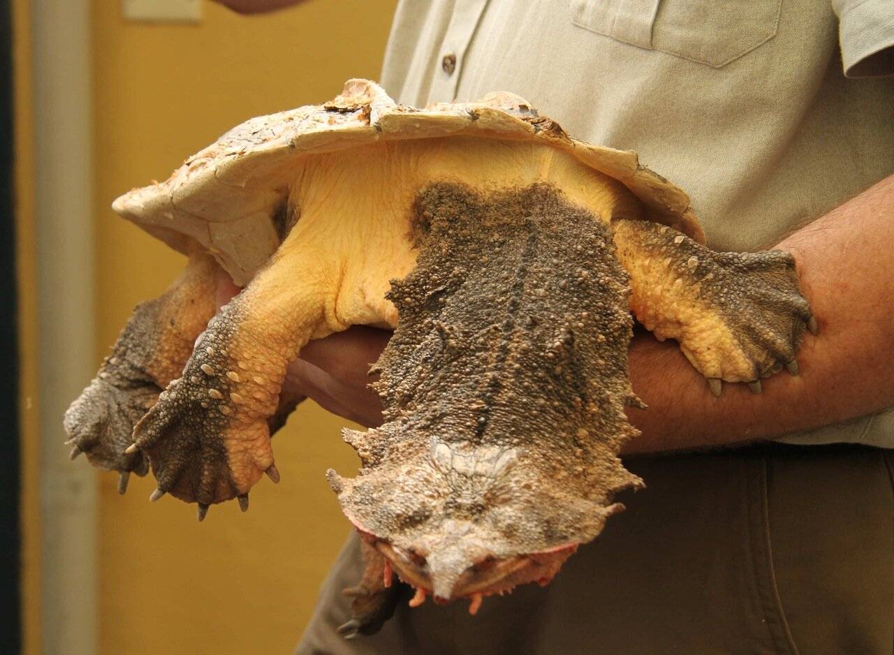 Матамата черепаха: фото, описание содержания в аквариуме, ухода
