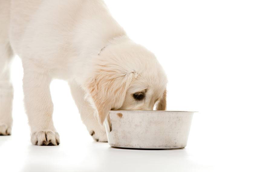 Собака пьет много воды и мочится: причины и лечение