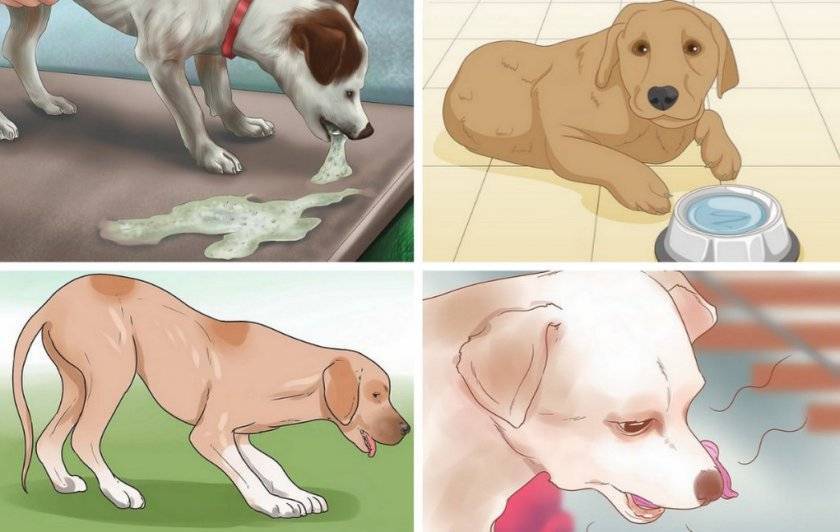 Рвота с кровью у собаки: причины тошноты