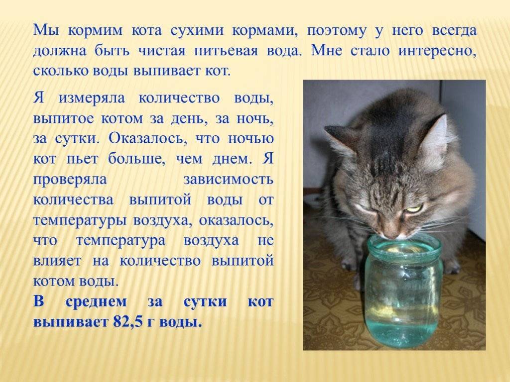 Сколько домашние кошки могут прожить без еды и воды. сколько кошки живут без еды