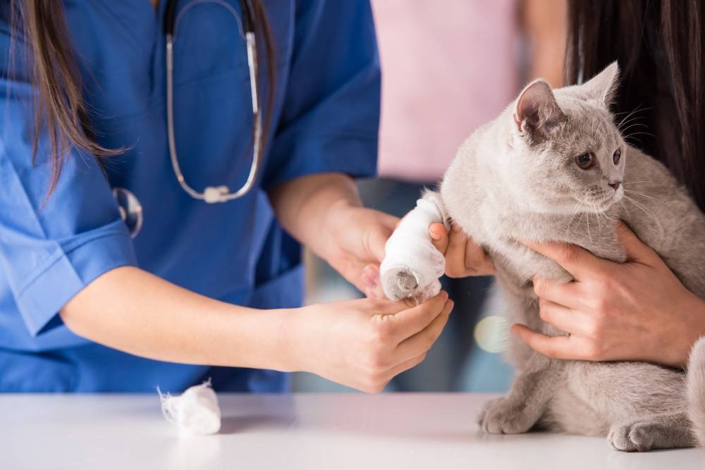 Рана у кошки: обработка и лечение в домашних условиях