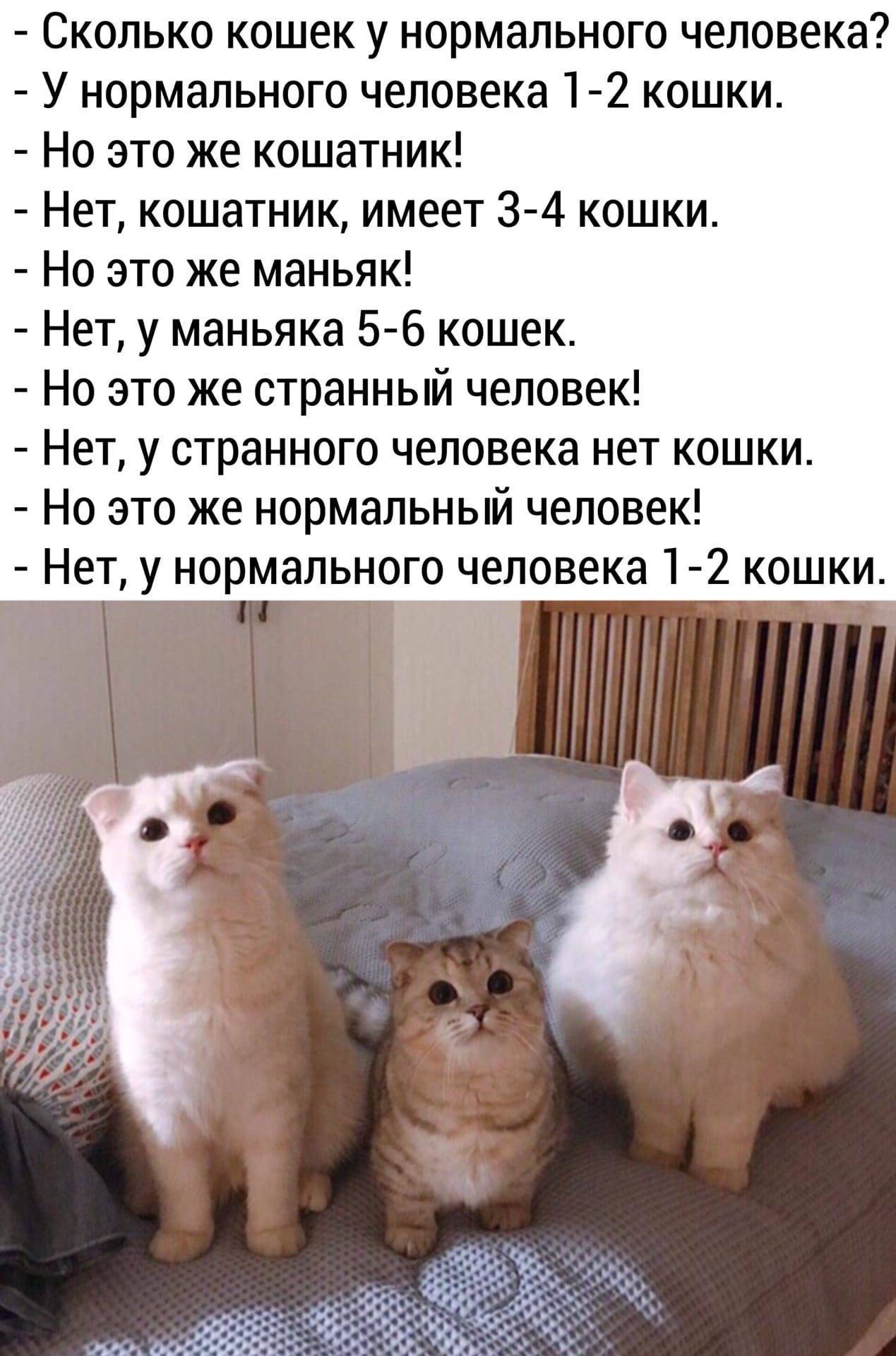 Нужна ли вторая кошка в доме? - mnogo-krolikov.ru