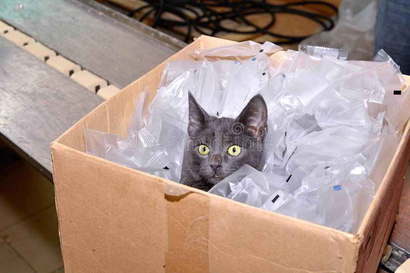 Почему коты любят коробки: 7 основных причин
