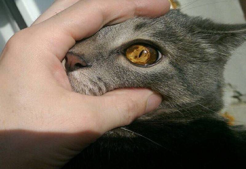 Гной из глаз у кошки
