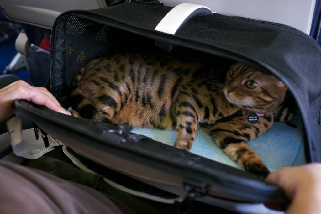 Как перевозить кошку в самолете: правила перевозки по россии и миру, сколько стоит билет, как подготовить животное : labuda.blog