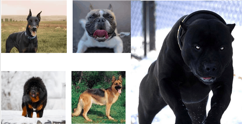 Топ-12 самых опасных собак в мире