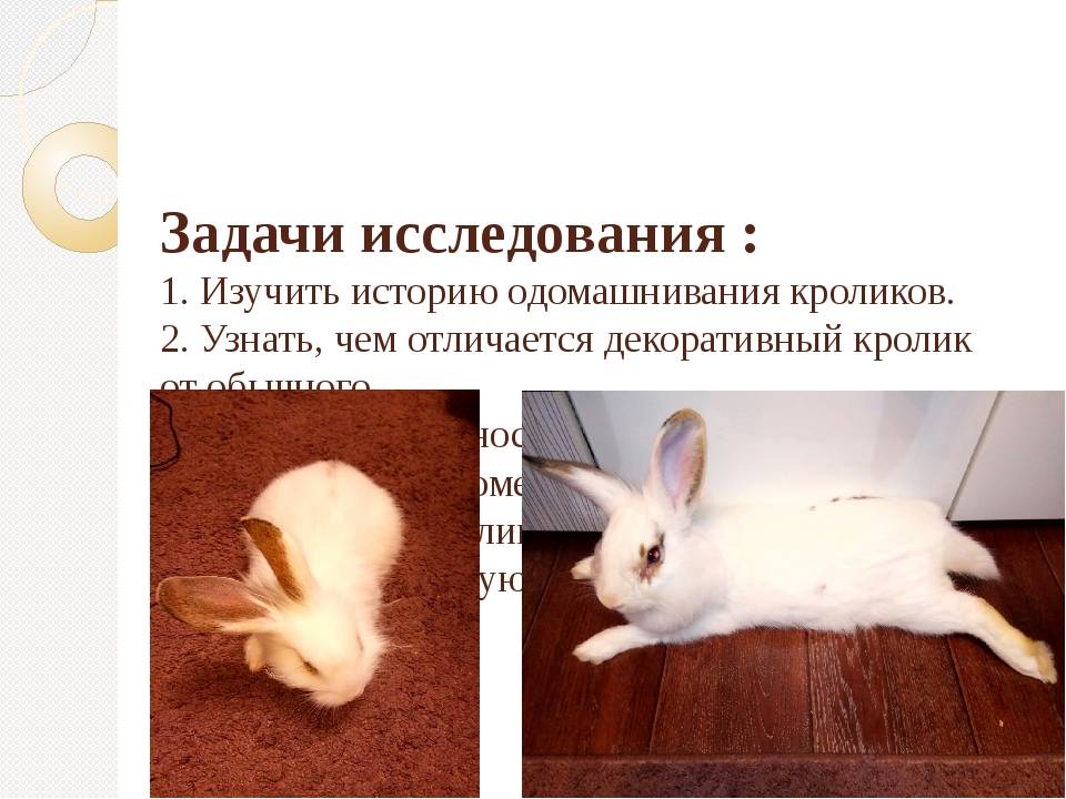 Самые маленькие декоративные породы кроликов в мире: фото, описание