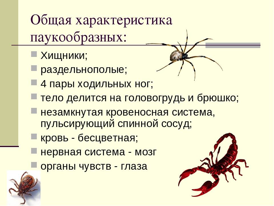 Птицеед брахипельма альбопилосум, линька домашнего паука, купить брахипельма альбопилосум