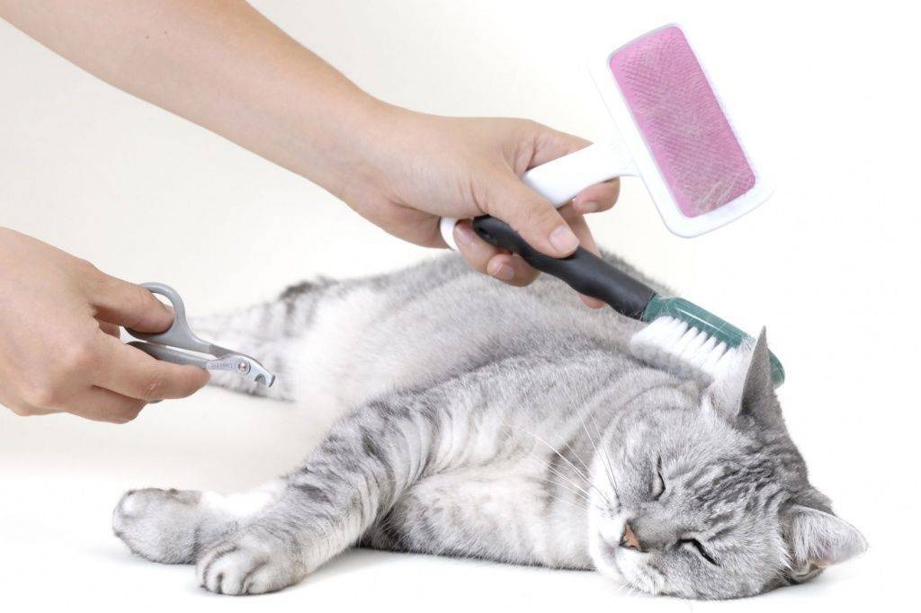 Как подстричь шерсть коту машинкой и ножницами самому