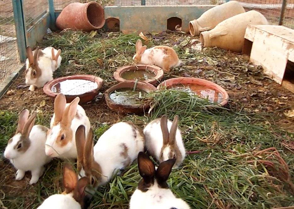 Декоративные кролики: уход в домашних условиях, кормление и отзывы