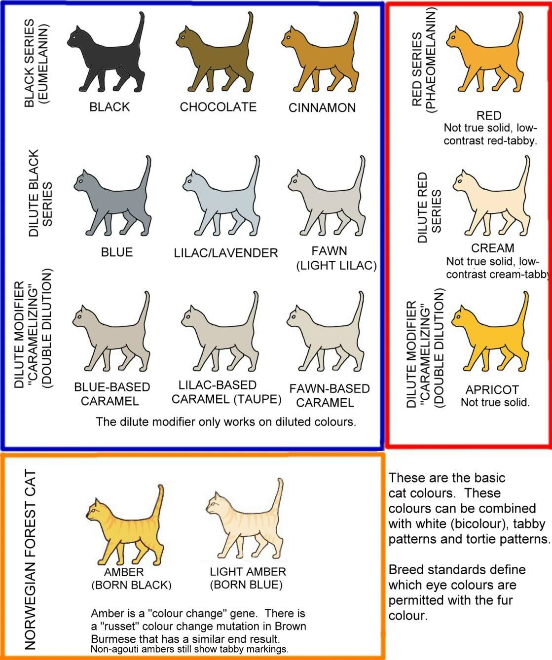 20 пород кошек с окрасом табби: фото, вариации, особенности