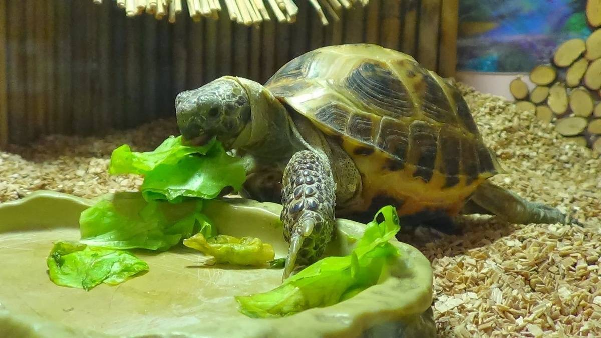 Как ухаживать за домашней черепахой