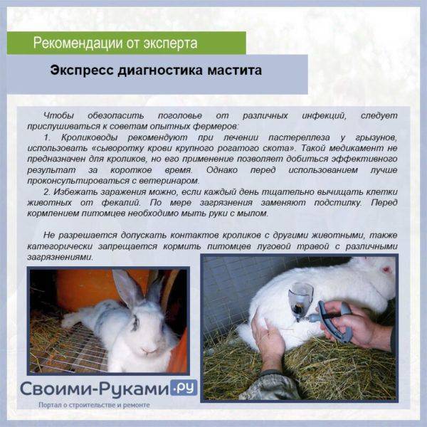 Геморрагическая болезнь кроликов -признаки, симптомы, лечение
