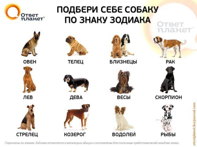 Животные по знакам зодиака: кому какие подходят - gafki.ru