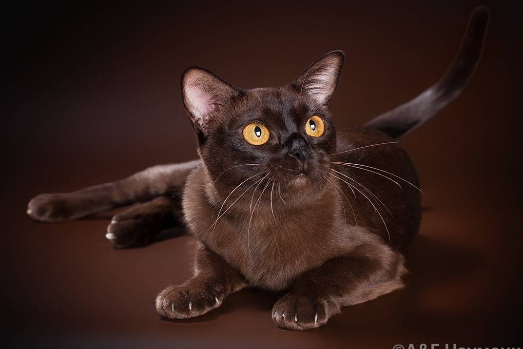 Бурманская кошка (бурма): описание, характер, как выбрать, 18 фото, видео