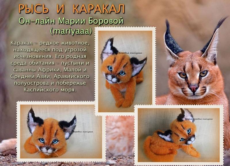 Каракал – фото и описание кошки, как выглядит, как мяукает и чем питается