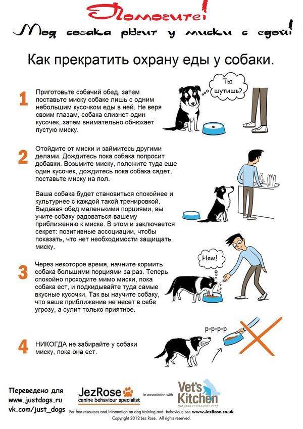 Дрессировка собак в домашних условиях: секреты успеха - kot-pes