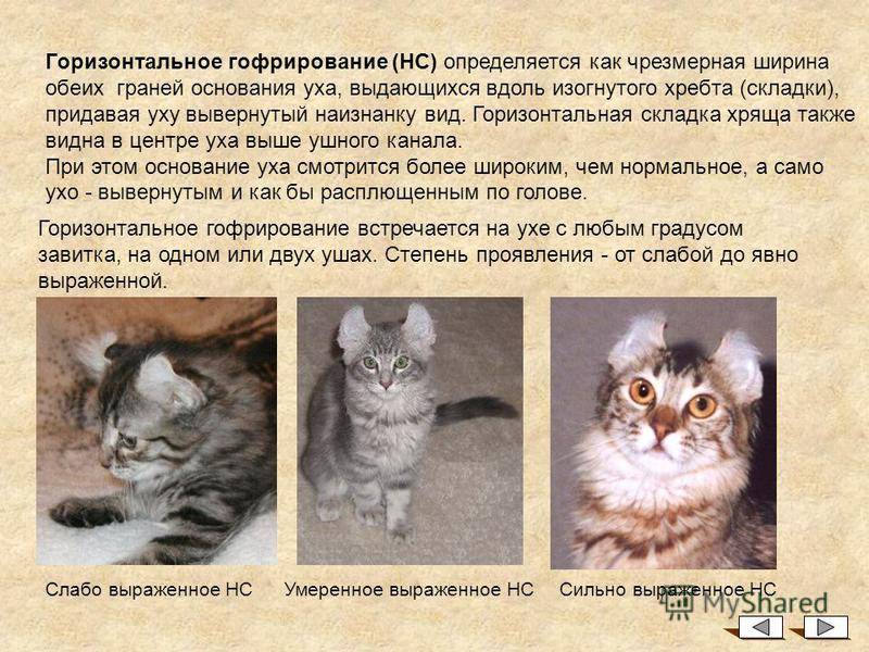 Кошки ликой: описание породы, характер, особенности ухода, история выведения