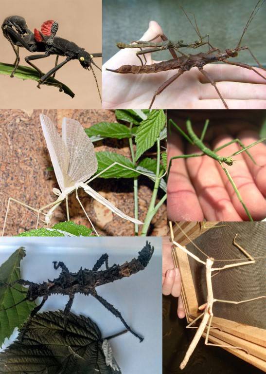 Палочник – фото и описание насекомого, видео, что едят, сколько живут, где обитают