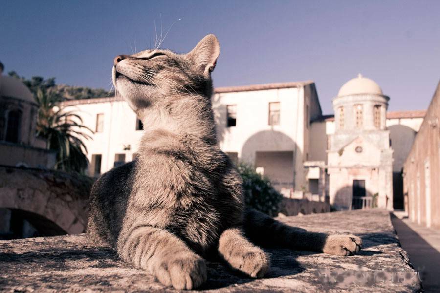 Смотреть за котами и любоваться эгейским морем: идеальная работа на греческом острове — work.ua