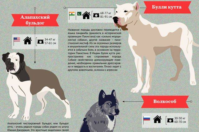 Мвд утвердило список потенциально опасных пород собак на 2021 год
