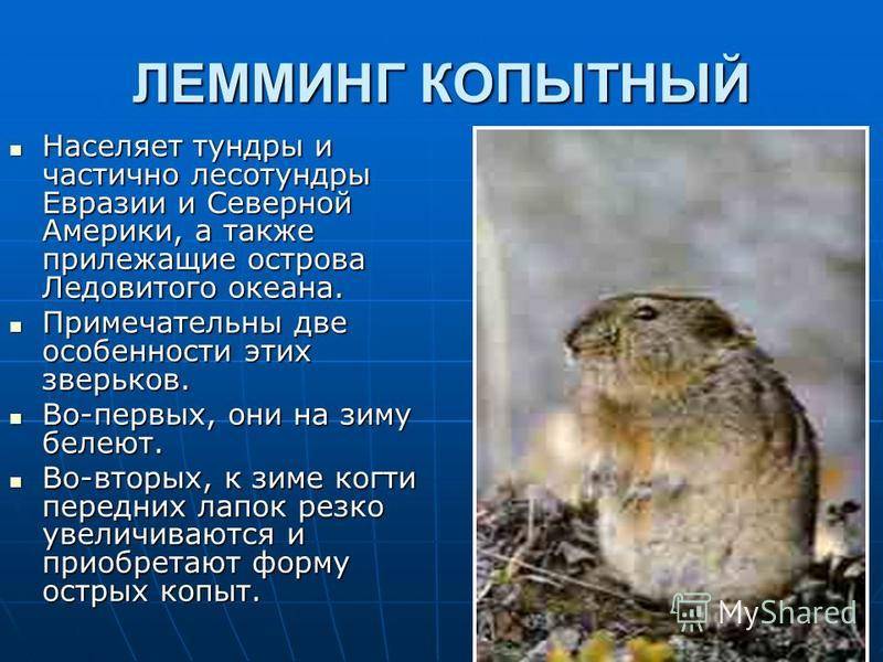 ᐉ лемминги: что это за животные и как они выглядят, описание и характеристика, интересные факты - kcc-zoo.ru