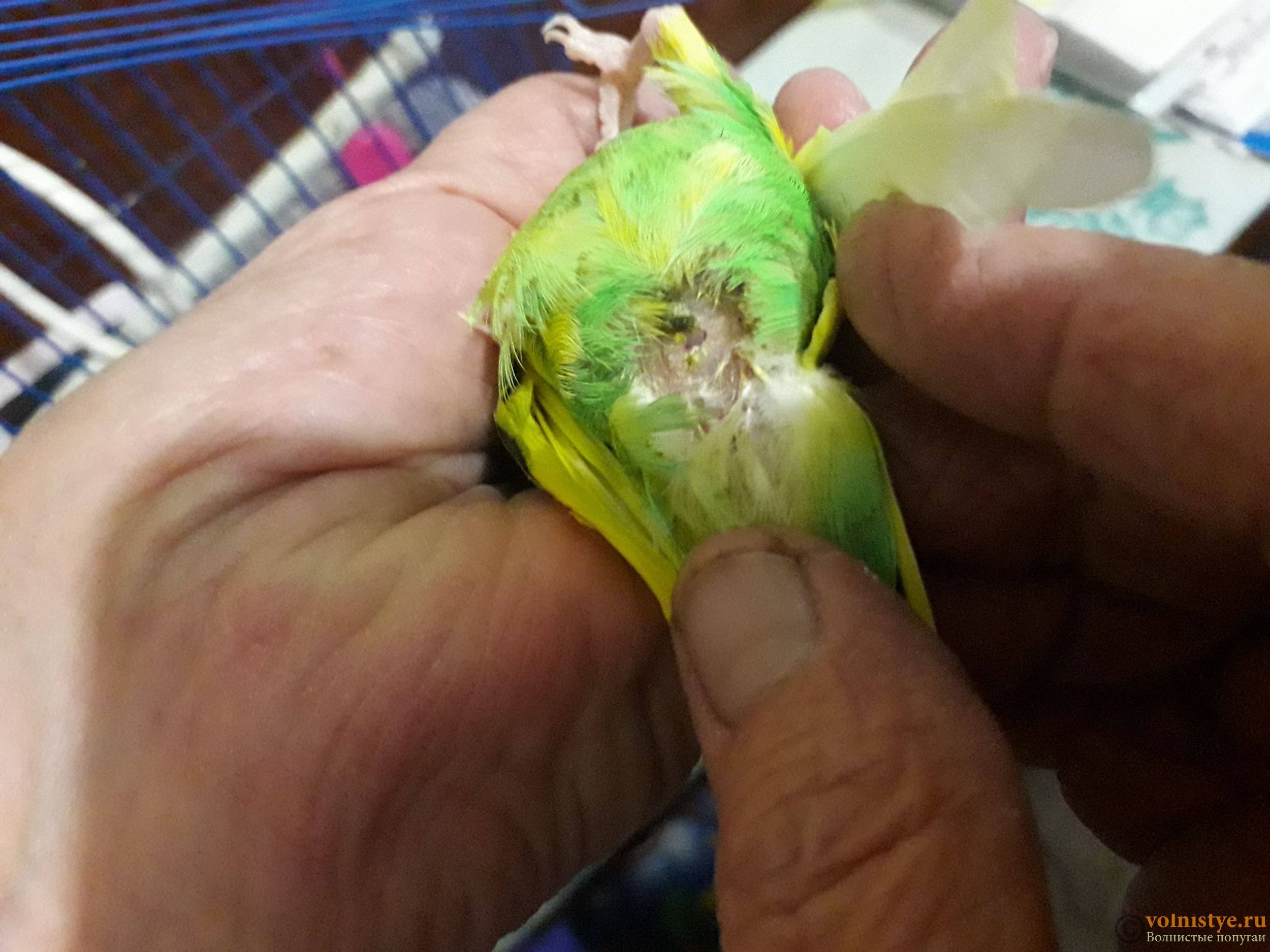 Болезни кожи и перьев у попугаев