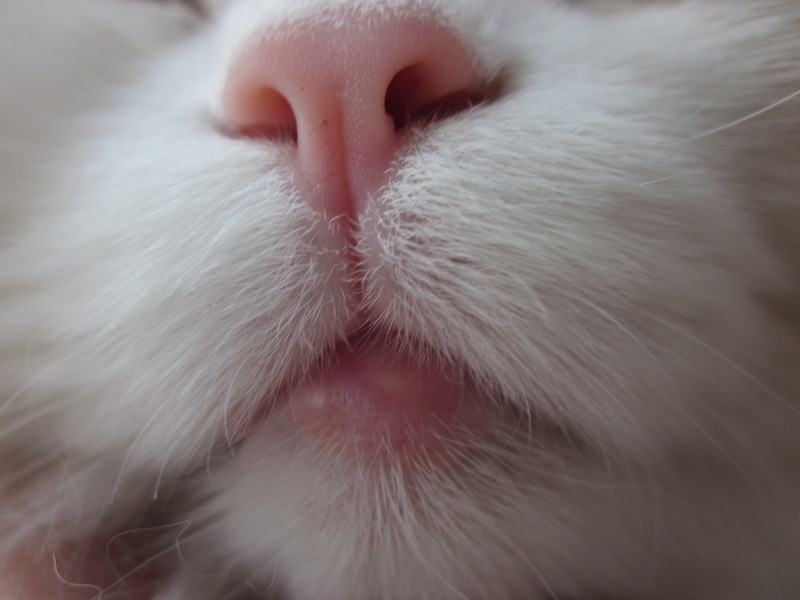 Эозинофильная гранулема у кошек: причины, симптомы, лечение и советы для заводчиков