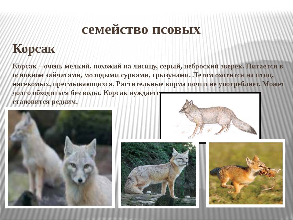 Животное корсак: внешний вид, описание, ареал и повадки - truehunter.ru